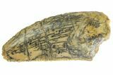 Serrated, Raptor Tooth - Real Dinosaur Tooth #333307-1